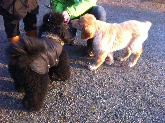 Birdy meets a friendly toy-poodle/ Begegnung mit einem Zwergpudel