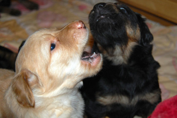 Booker und Bastian