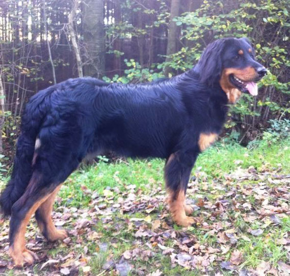 Baki vom Silberdistelwald mit 9 Monaten