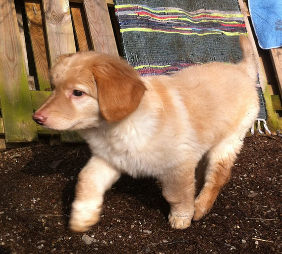 Birdy 8 weeks old/- 4 ° C, aber nach Wochen endlich ein Fitzelchen Sonne (Birdy an seinem 8ten Geburtsfreitag)