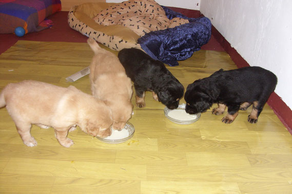 Von links nach rechts: Merlin (Antek), Amie, Annabelle und Abraxas beim Frühstück Tag 30