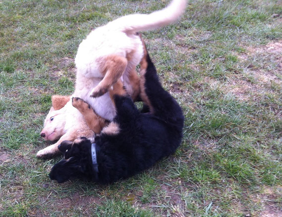 wild games with Bastian in puppie-school/ wilde Jungs in der Welpenschule