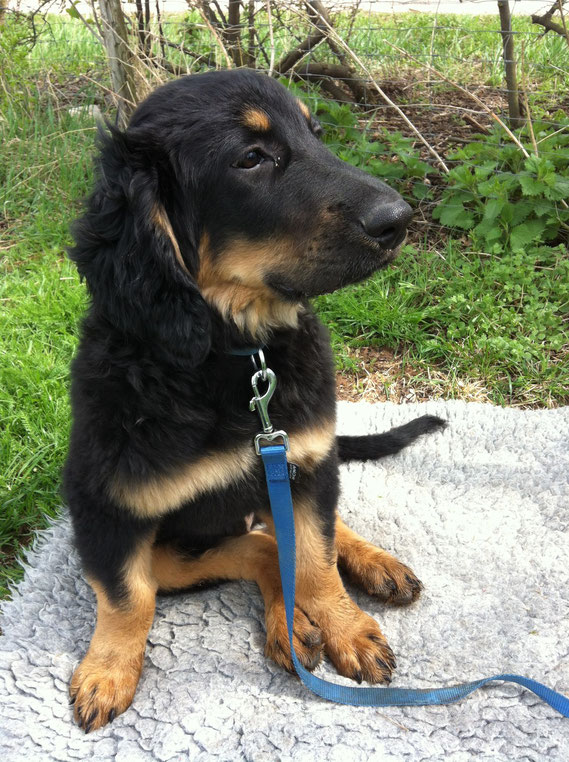 Bastian hat auf dem Hundeplatz eine Decke, die er von früher kennt, gefunden und okkupiert diese erst mal.