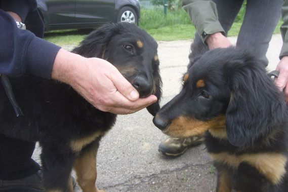 links Bastian, rechts Baki mit 16 Wochen