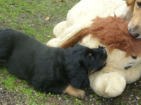 Abraxas/Amigo stellt mit Mama den Giganten...