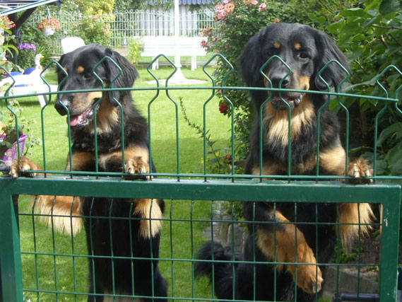 Annabelle (links) und Amigo als Zaungäste, Juli 2011