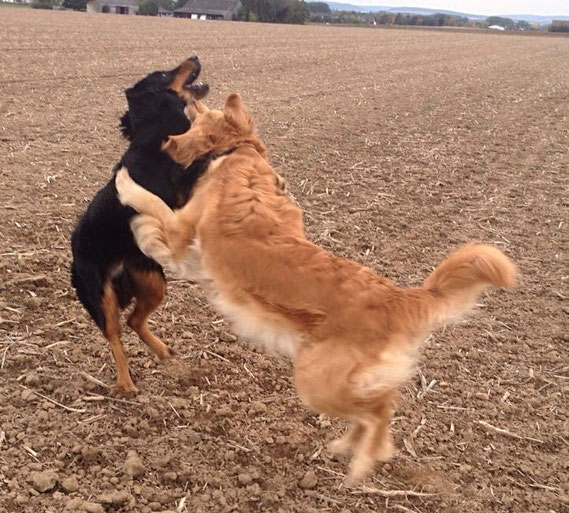 Dogdancing: Mama Thaler und Söhn(chen) Baki 