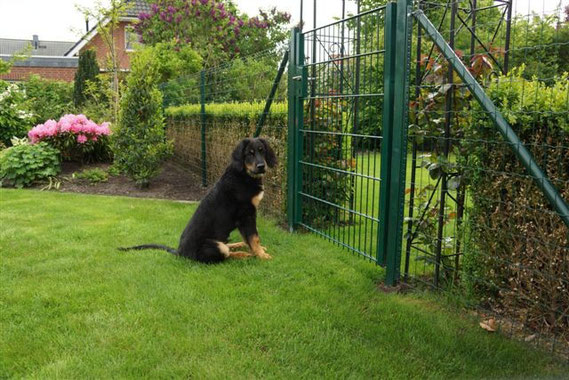 Warten auf den Hundekumpel Max...