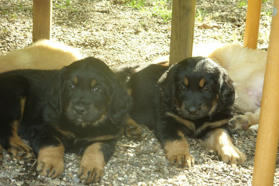 Präsentation der "Marken" (links Abraxas/Amigo, rechts Annabelle mit 6 Wochen)