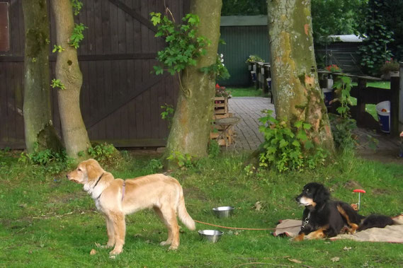 Feah (rechts) leistet ihrem kleinen Booker Beistand vor der ersten Prüfungssituation..., 29.06.2013, Haltern am See