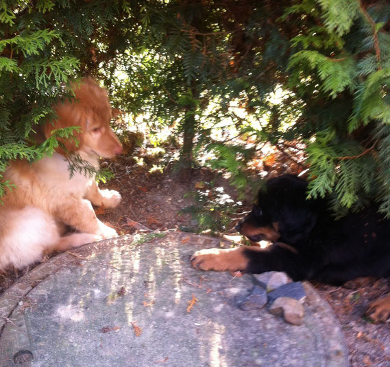 01.04.2013; wir besuchen Baki in seinem neuen zu Hause und stolz zeigt er seinem Bruder Birdy den eigenen Garten