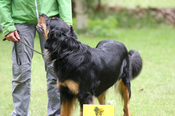 Unsere Annabelle wird erwachsen...Hat sie doch glatt bei der Schau in Haltern den Titel "Schönste Hündin" erlaufen. Wir sind ein bisschen stolz! (30.06.2013); Danke an Britta für die Bereitstellung des Fotos