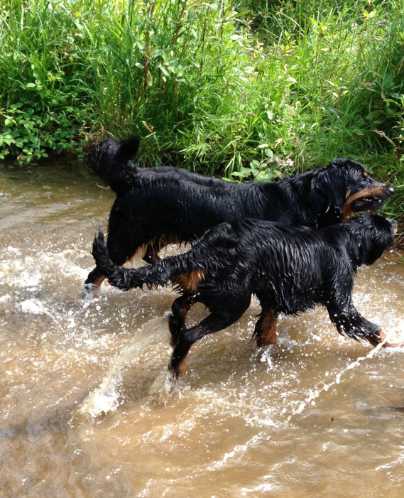 alle Hunde raus aus den Fluten....