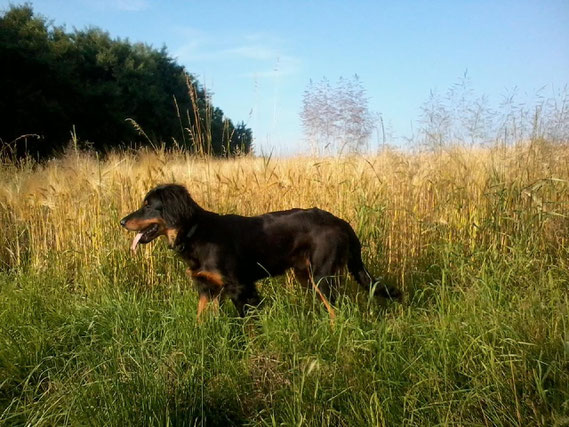 glänzend wie eine Speckschwarte (25 sportliche kg)