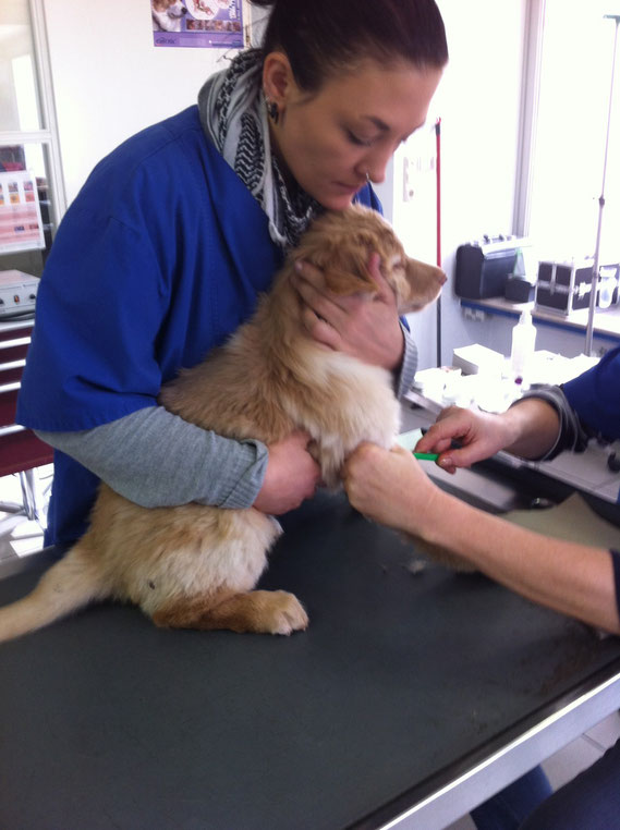 Birdy gives blood/ Blutentnahme für die Hovawart-DNA-Blutdatenbank