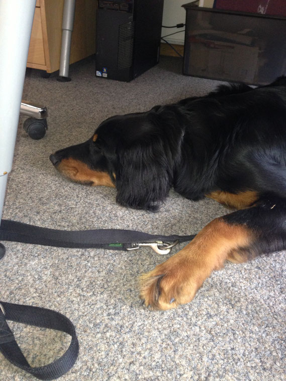 Baki hat mich heute auf der Arbeit besucht. Ich finde, er macht sich ganz gut, so als Bürohund. 15.08.2013