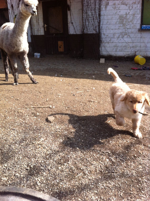 Birdy asks an alpaca to play with him..., 02.03.2013/ Birdy fordert Alpaca Pegasus zum Spielen auf