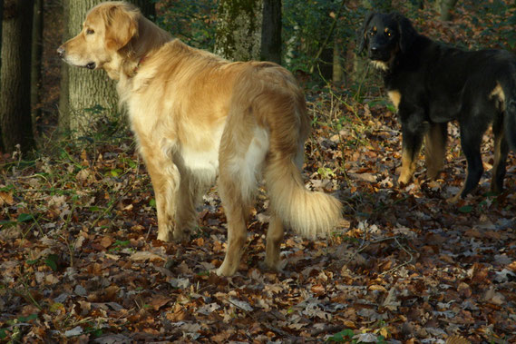 Novemberwald mit Thaler und Annabelle