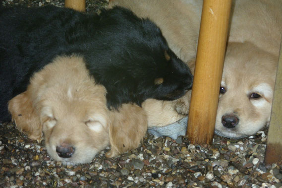 Zwischen den Stühlen, (von links nach rechts: Antek, Annabelle, Amie ) 6 Wochen 3 Tage