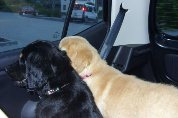 Große weite Welt für Amie und Annabelle aus dem Autofenster