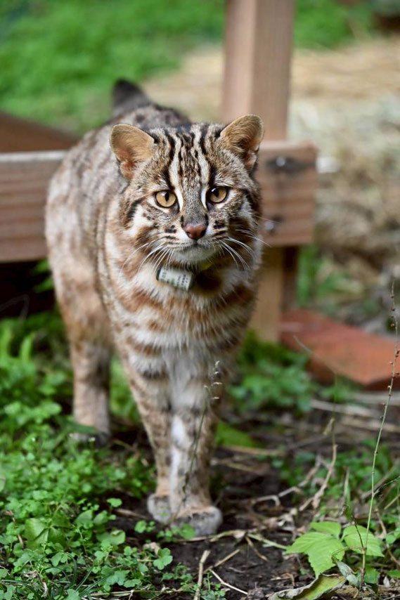 リハビリ中、野外ケージ内での一枚。元気になってからは、野生のヤマネコらしく飼育員に対してしっかり威嚇してきます。