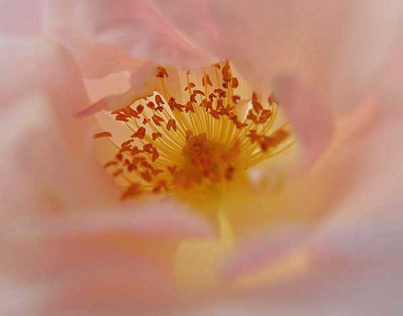 das blüteninnere eine heckenrose