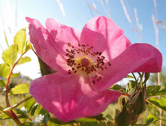 rosa Heckenrose vor blauem Himmel in einem Sommergarten in Sonnenbühl