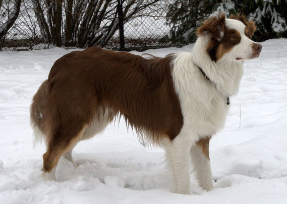 Crisis/Female/Australian Sheperd Image