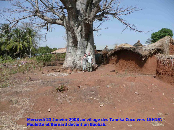 Paulette et Bernard devant un BAOBAB. Il n' est pas mort mais c' est la saison sèche.  452 KO. 