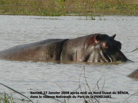 Un hippopotame dans la Pendjari. 249 KO.