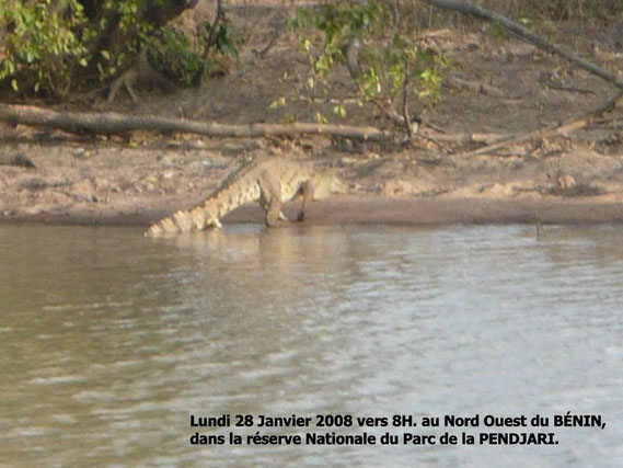 Dans la mare BALI, de nombreux crocodiles, lundi matin vers 8H00. 257 KO.