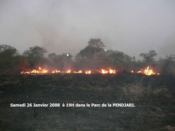 Pour limiter les incendies, les gardes du parc brulent des couloirs de protection. 351 KO.