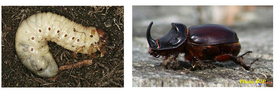 Figure 12 : Oryctes rhinoceros. Larve à gauche © biolib.cz ; adulta à droite © visoflora.com