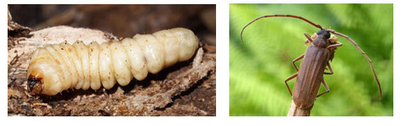 Figure 7 : Megopis mutica. Larve à gauche et adulte à droite. © insecte.org