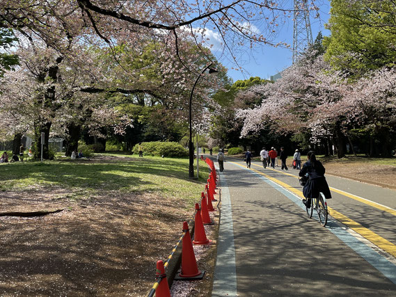 撮り時の桜を分断する赤コーン群