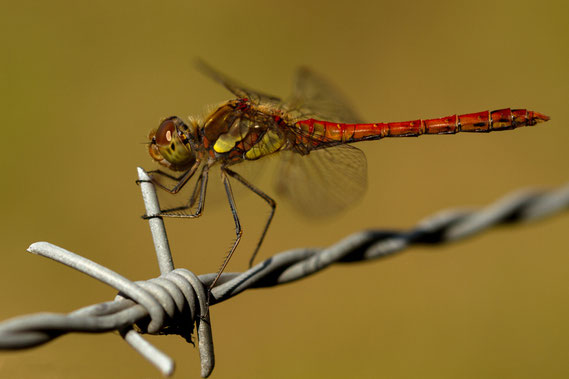 Foto van de maand september 2019 - Frank Janssen