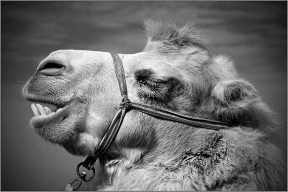 Foto van de Maand - Februari 2015 - Frank Janssen