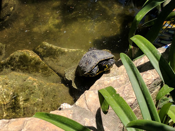 Mykro, der jüngste Zuwachs im Schildkrötenteich