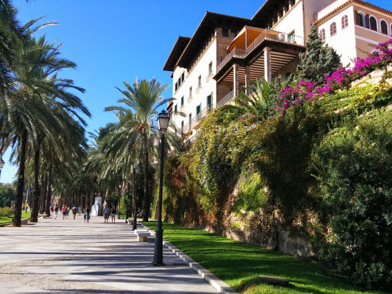 Allee in Palma