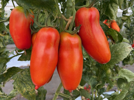 San Marzano tomato