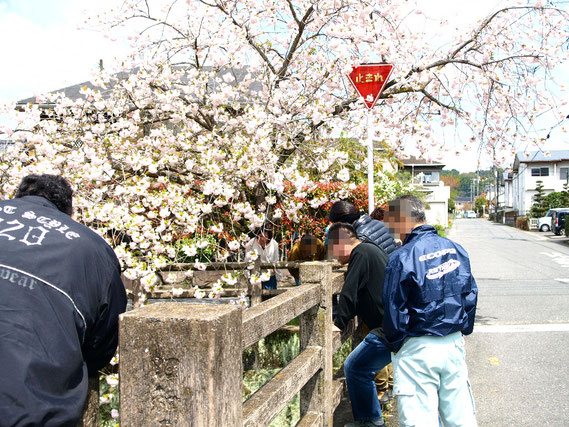 神来の郷　作業所利用者Kのブログ　お花見　八重桜