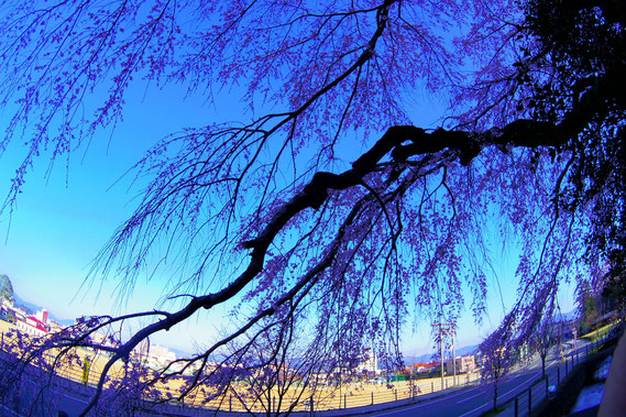 神来の郷　作業所利用者Kのブログ　大原神社の近くの枝垂れ桜