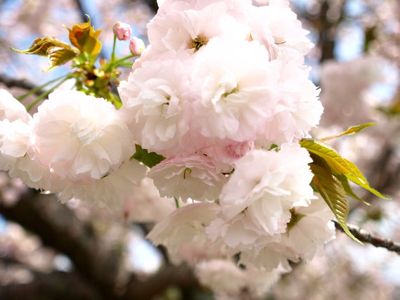 神来の郷　作業所利用者Kのブログ　八重桜　お花見