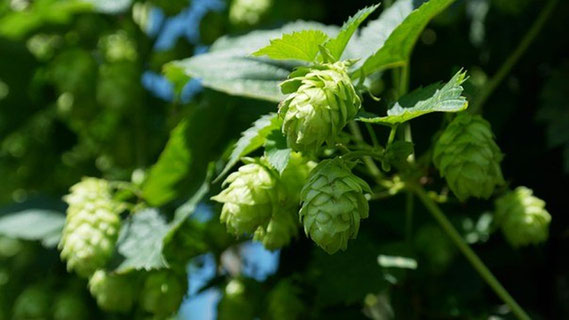 Hopfen, Einschlafhilfe, Schlafkissen