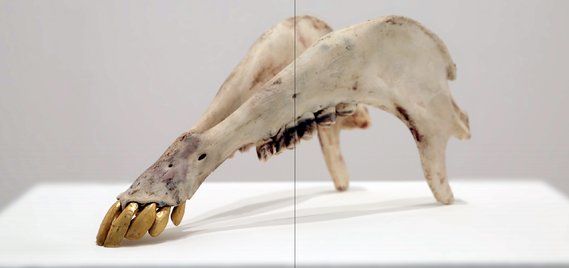 Rawabi, 2013/14 camel jaw, gold