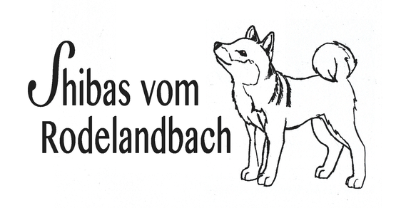 Shiba Inu Zucht Im Herzen Von Sachsen Shibas Vom Rodelandbach