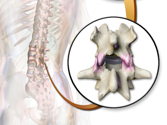 ＊椎間関節-腰を反って捻るとこの部分の負担がかかります。