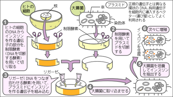 図1 大腸菌によるヒトインスリンの生産