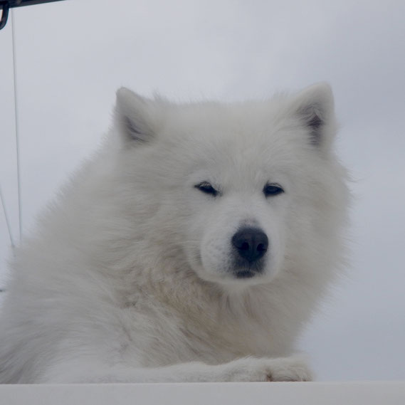 Der Greenland Husky Dog vom Nachbarboot