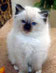 birmakatzen-blue-syringass Webseite!